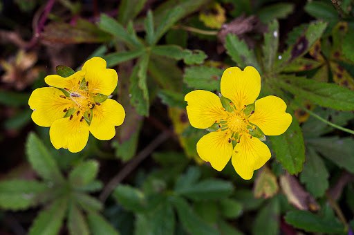 Mochna plazivá - Potentilla reptans