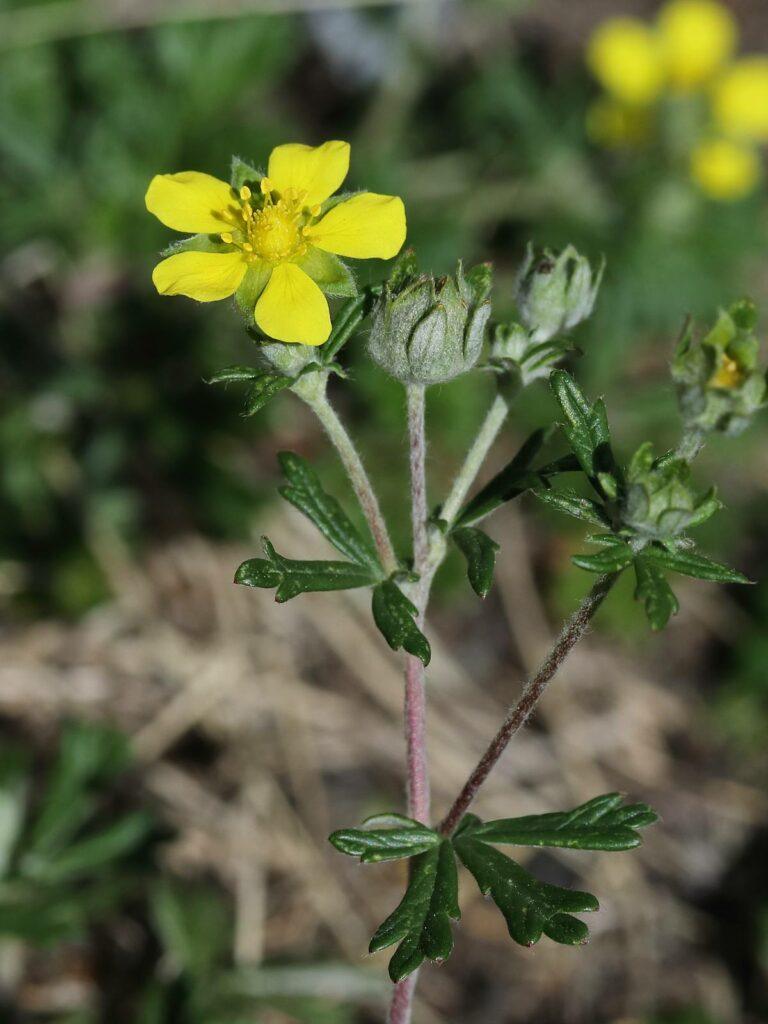 Mochna stříbrná - Potentilla argentea