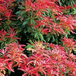 Pieris japonica forest flame