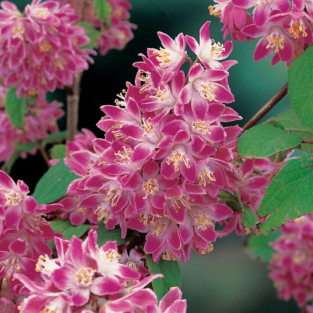 Trojpuk Strawberry field - Deutzia 'Strawberry Field