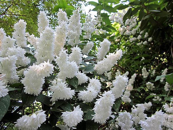 Trojpuk drsný - Deutzia scabra