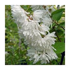 Trojpuk drsný - Deutzia scabra