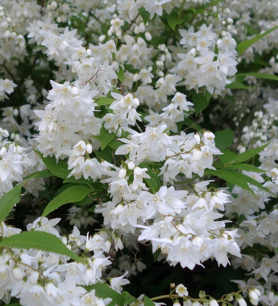 Trojpuk nezny Deutzia gracilis