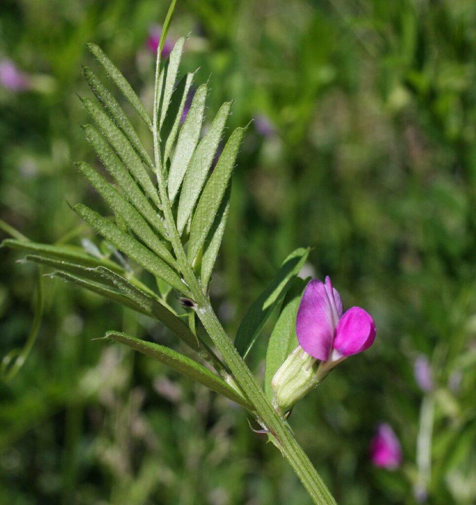 Vikev setá - Vicia sativa