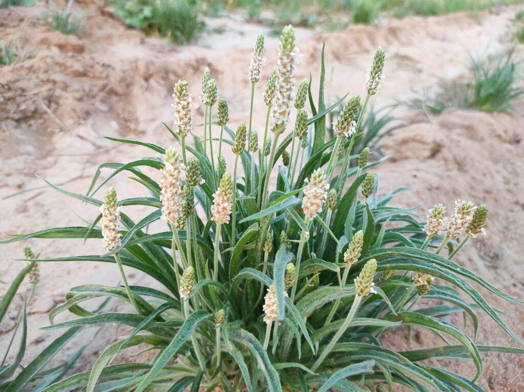 Jitrocel indický - Jitrocel indický (Plantago psyllium), také známý jako psyllium husk nebo psyllium semena, je druh rostliny z čeledi