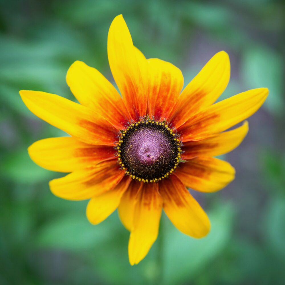 Rudbekie květ