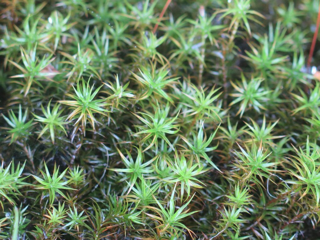 Ploník tuhý - Polytrichum strictum