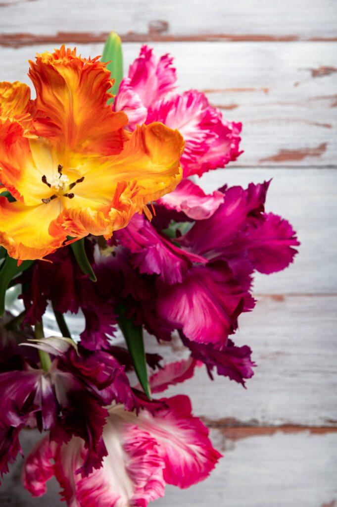 bunch of parrot style tulips