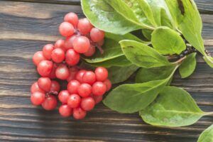 Schizandra plody