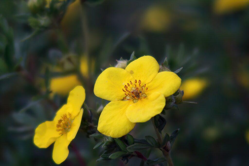 close up shot of shrubby cinquefoil flowers in the garden on a blurred background