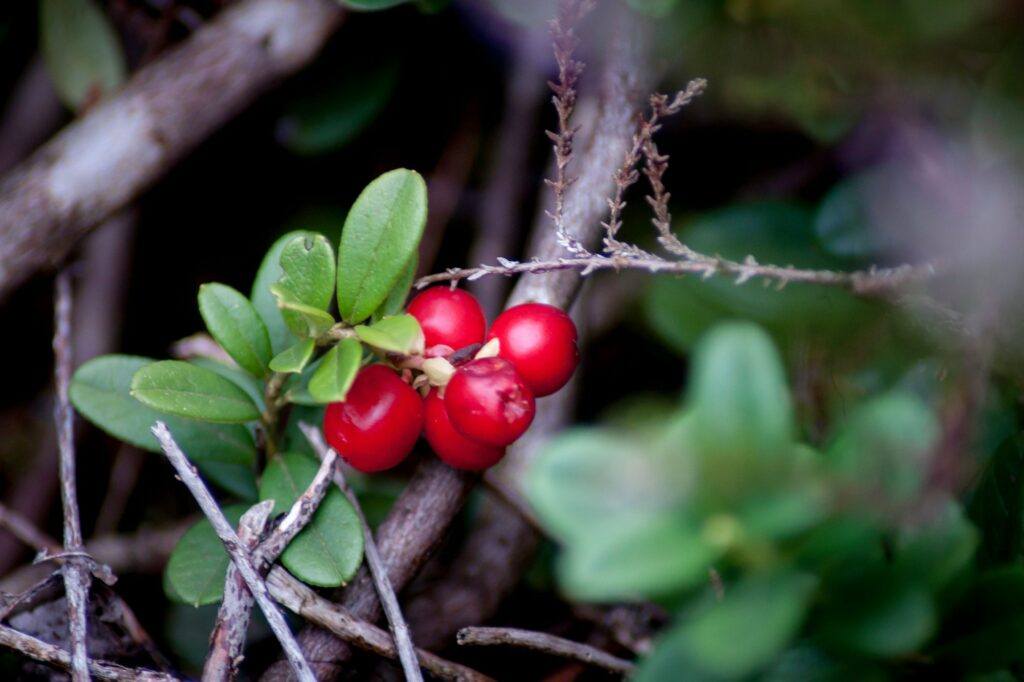 closeup shot of lingonberries vaccinium vitis idaea on the branch