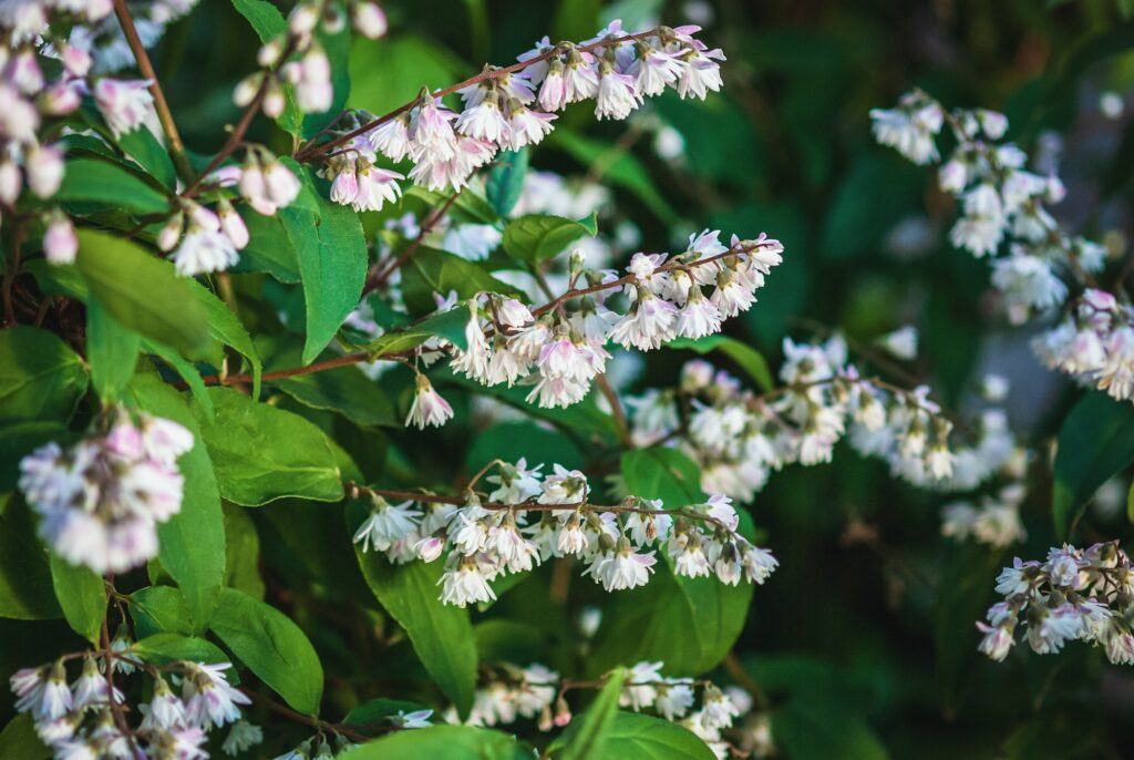 Trojpuk drsný - Deutzia scabra