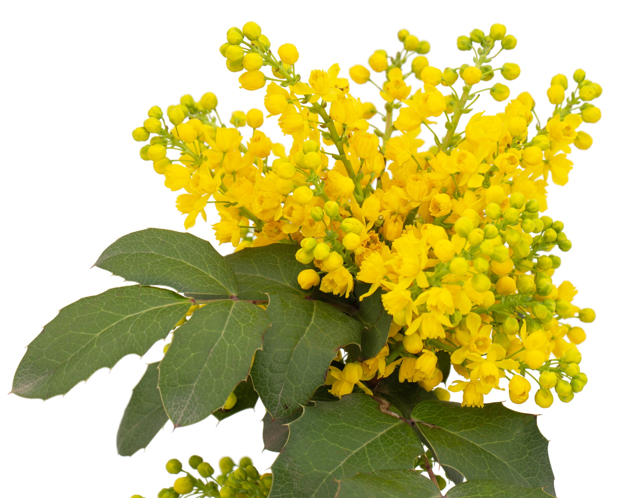 Mahónie cesmínolistá -Mahonia aquifolium