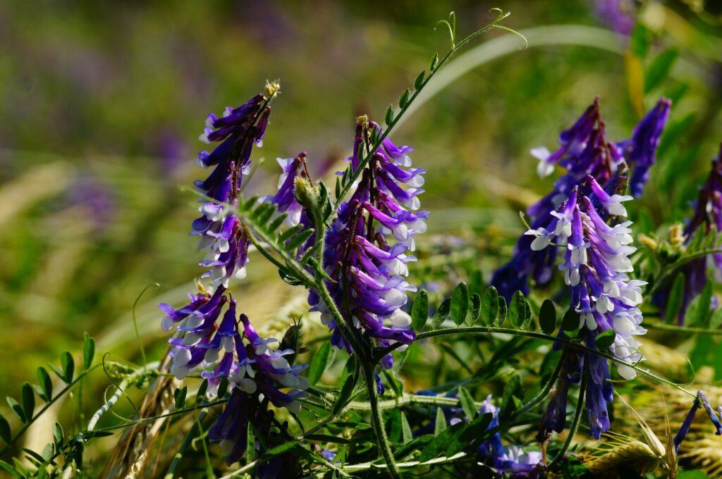 Vikev huňatá - Vicia villosa