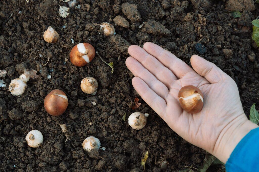 Tulipány cibule před výsadbou