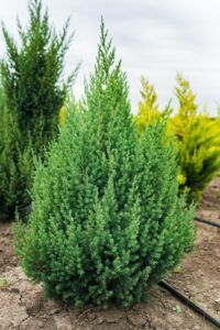 Jalovec šupinatý - Juniperus squamata