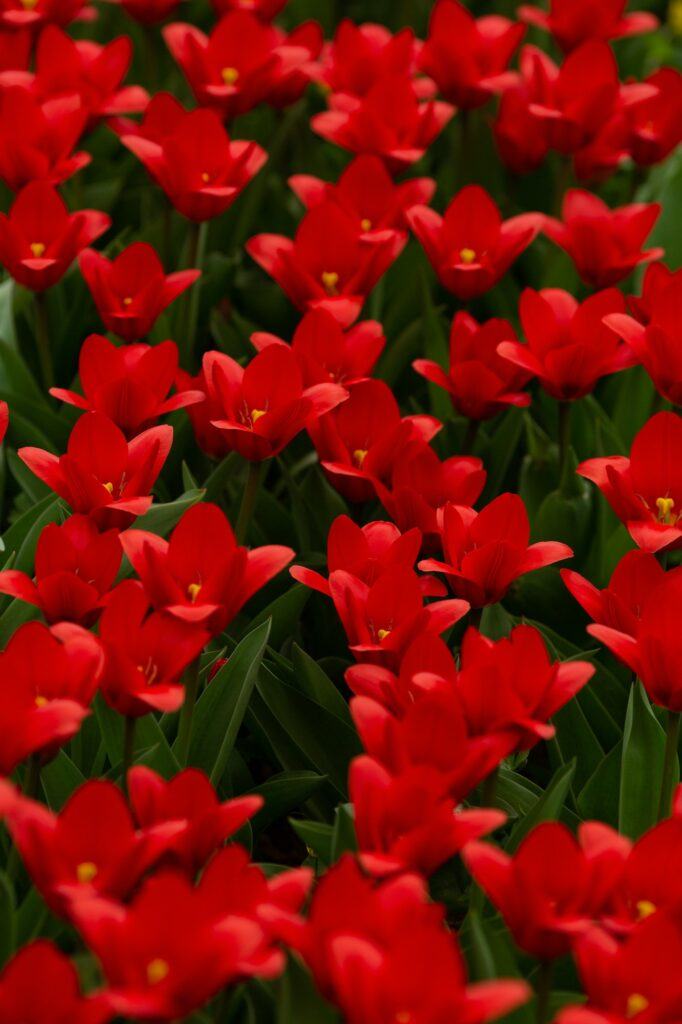 Tulipa kaufmanniana: