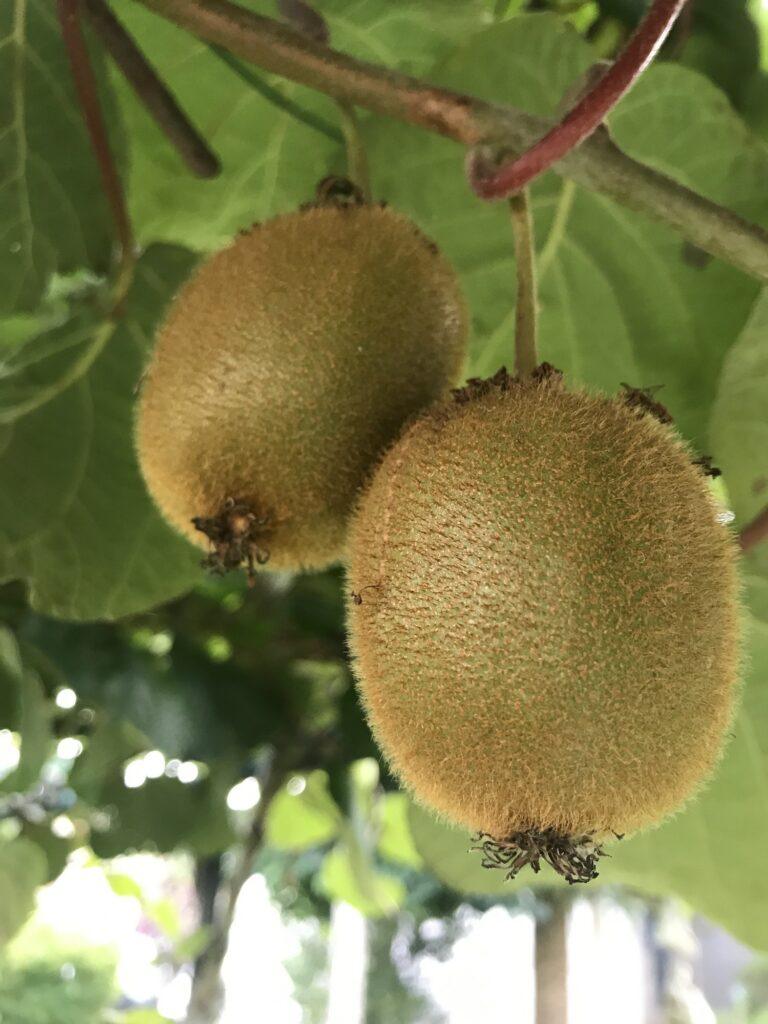 Kiwi - Actinidia