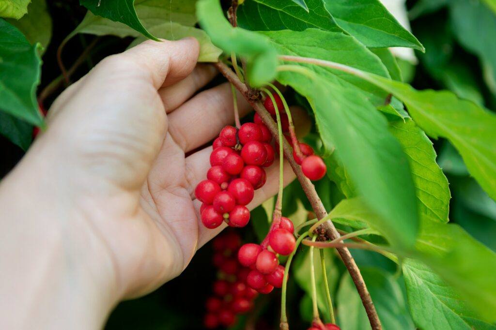 Schizandra plody - Schisandra chinensis