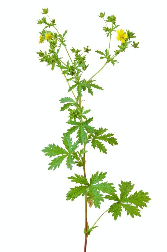 Mochna - Potentilla erecta