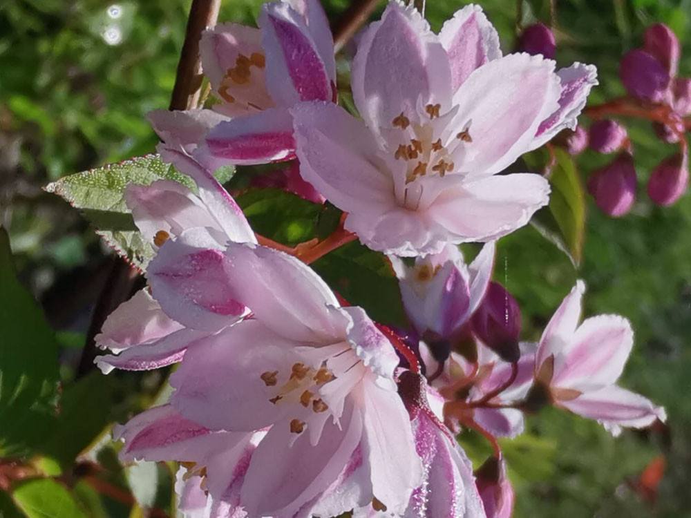 trojpuk růžový - Deutzia rosea