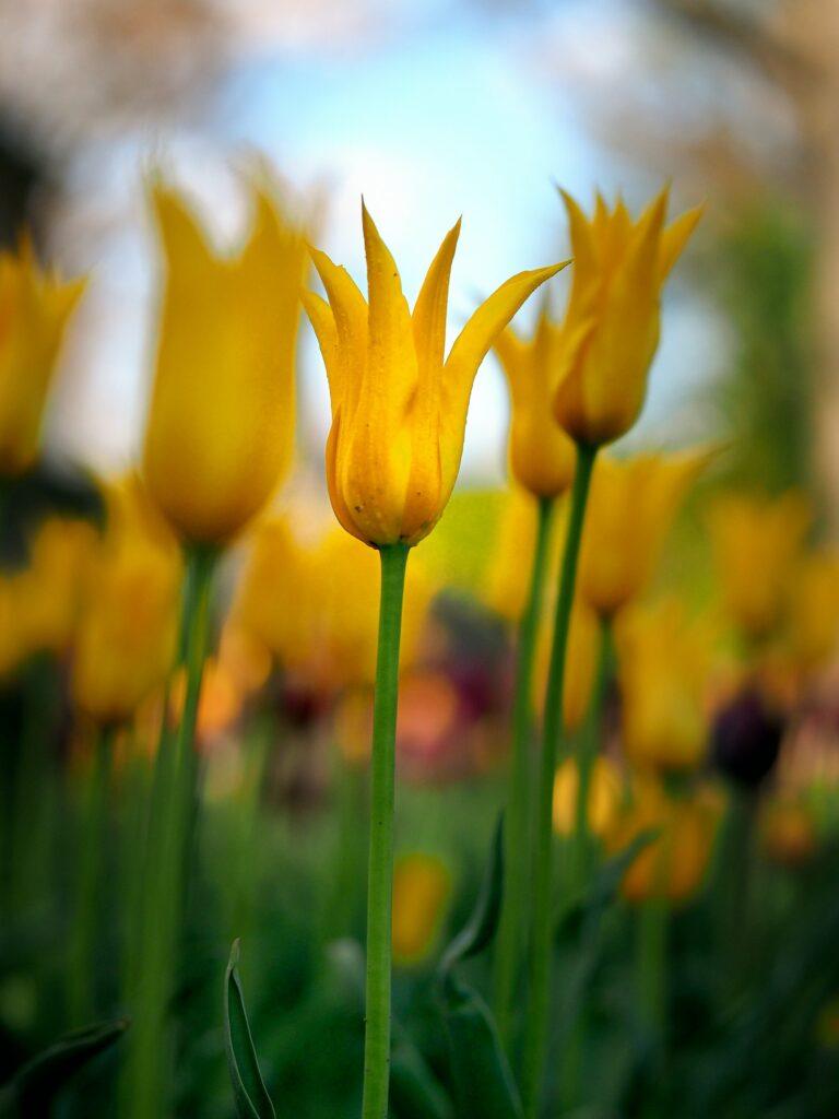 Tulipa fosteriana