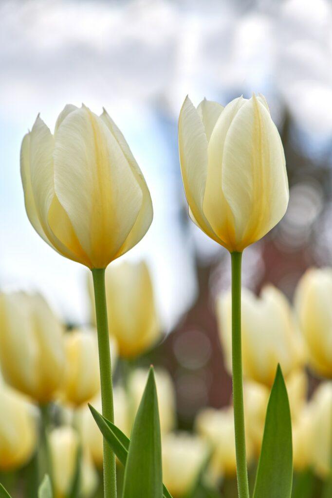 Tulipa gesteriana