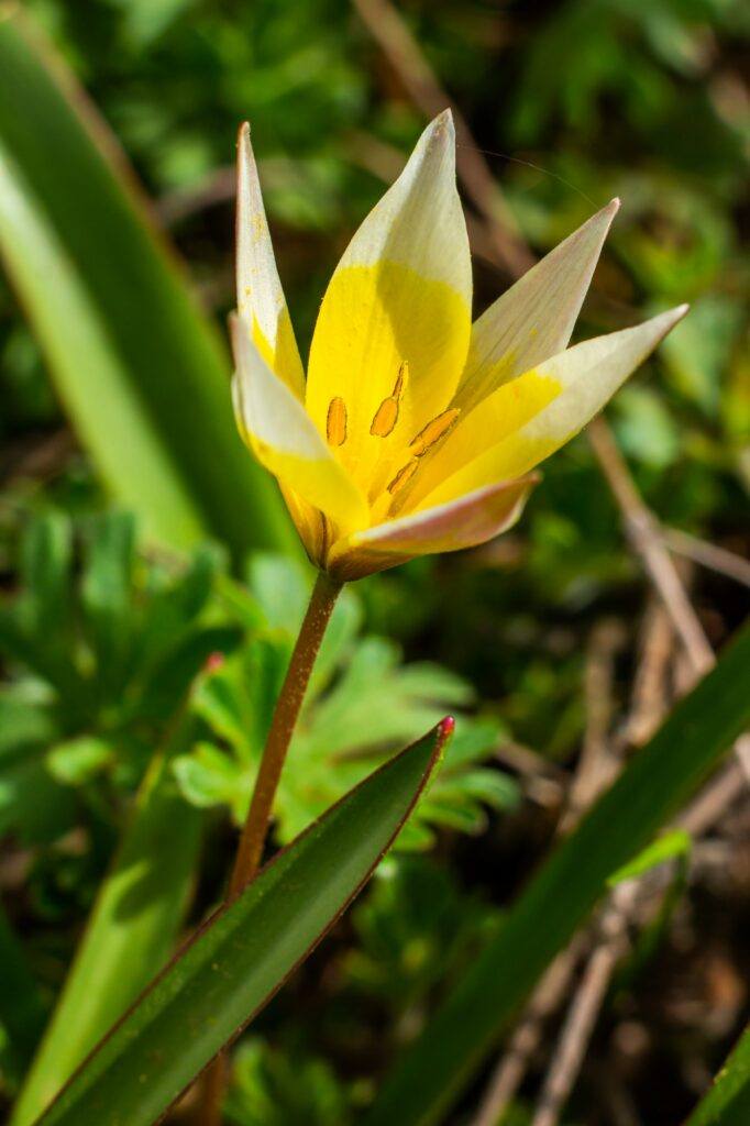 Tulipa greigii