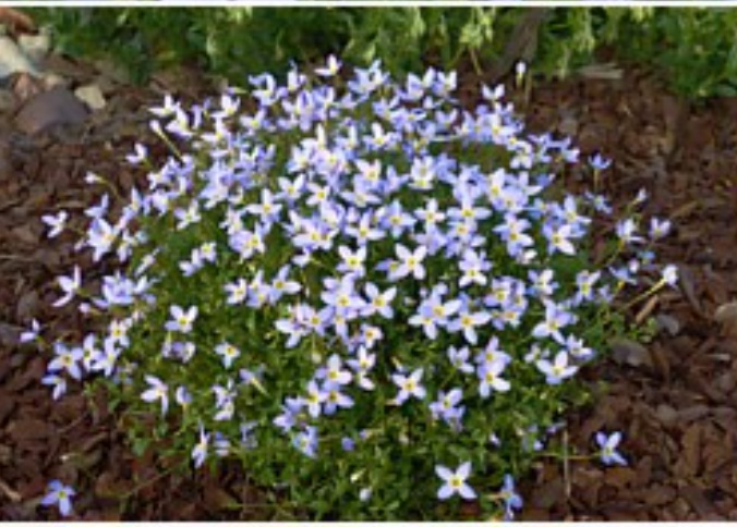 Houstonia caeruela - houstonie modrá - celkový habitus