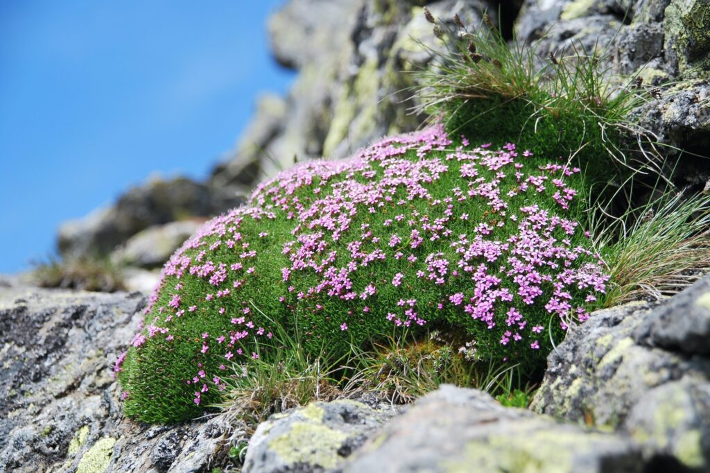 a pillow of pink androsace commonly known as rockjasmine