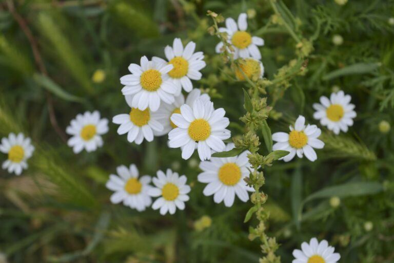 anthemis aromatic flowering plant from the asteraceae family closely related to chamaemelum chamo 768x512 1