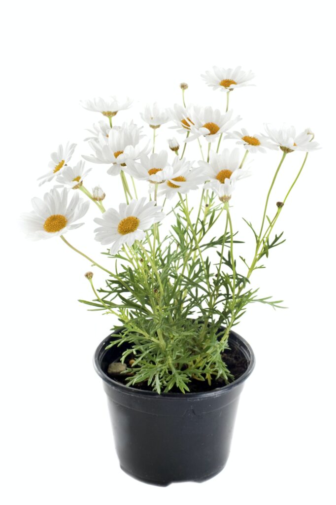 anthemis punctata