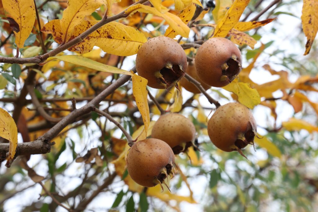 close up of a fruit of mespilus germanica also named common medlar on a tree