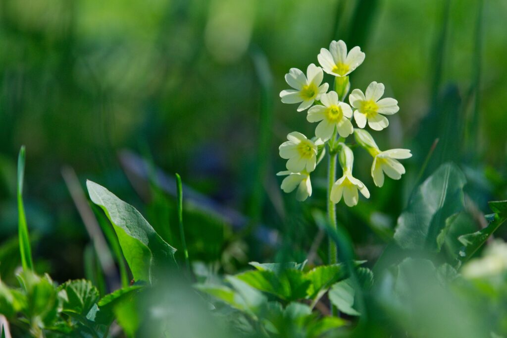 cowslip primula veris in a wild