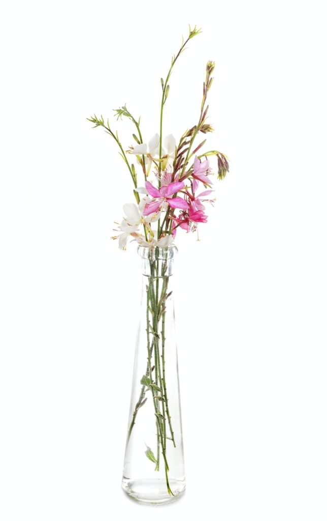 gaura in studio