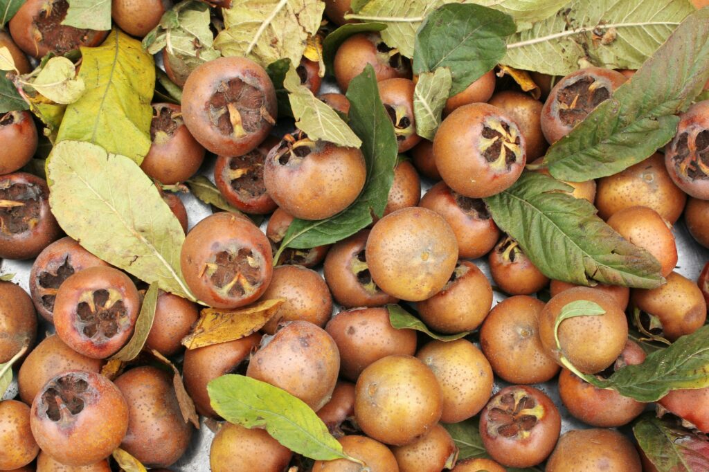 medlar