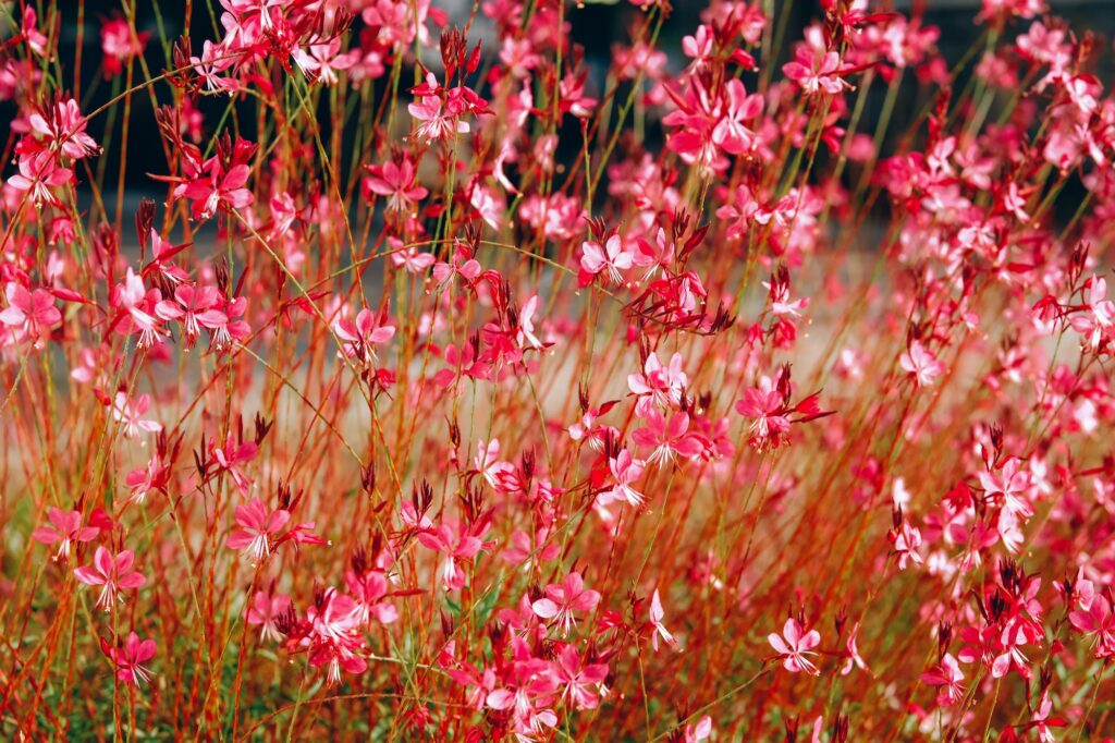 oenothera lindheimeri lindheimer s beeblossom white gaura pink gaura lindheimer s clockweed 1