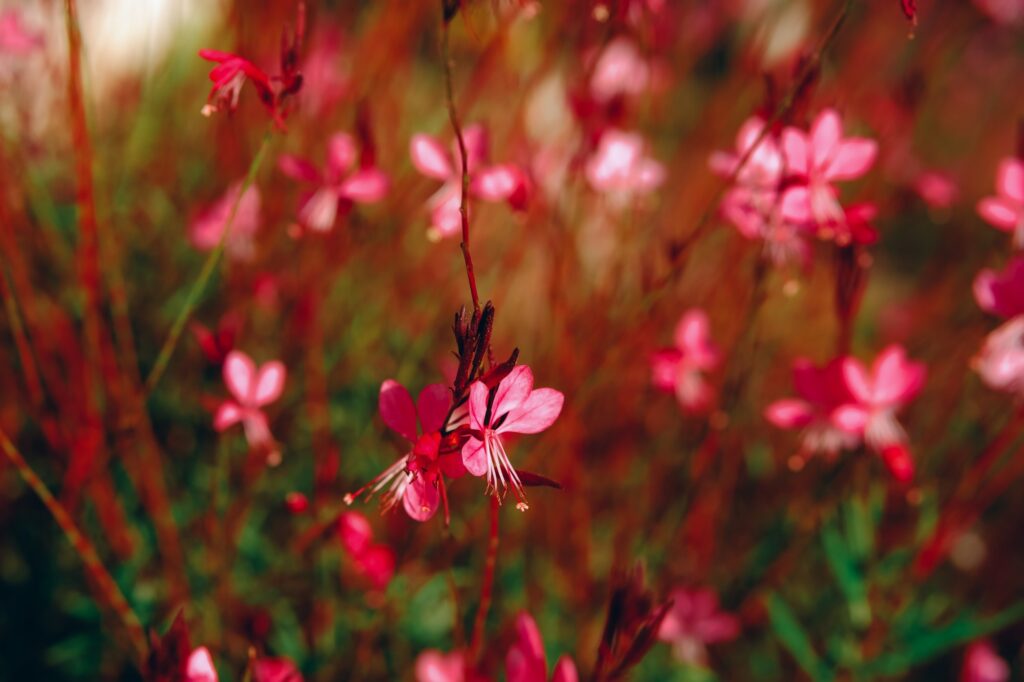 oenothera lindheimeri lindheimer s beeblossom white gaura pink gaura lindheimer s clockweed