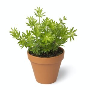 plant pot with fresh green sweet woodruff plant with buds close up on white background