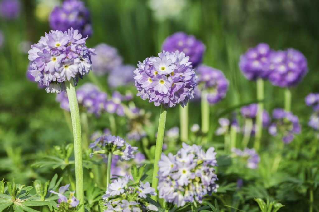 primula denticulata the drumstick primula purple early spring flowers copy space background