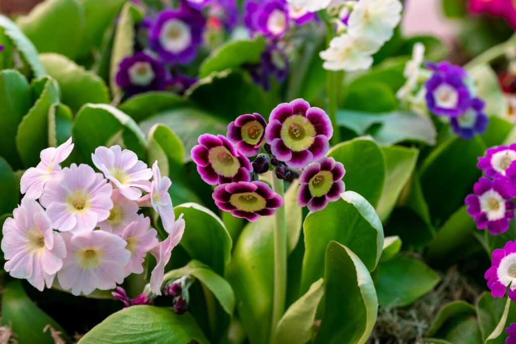 primula hybrida in flowers garden