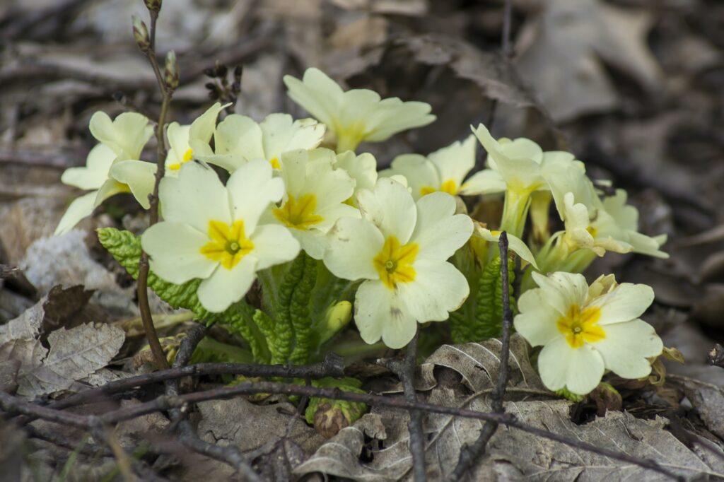 primula vulgaris the common primrose flowering in early spring 1