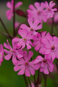 red catchfly silene dioica in the woods