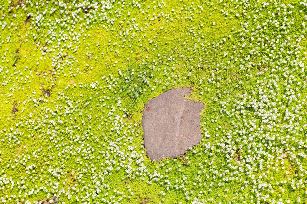 scattering of petite snow white flowers of bryozoan subulate heath pearlwort lawn or sagina subulat