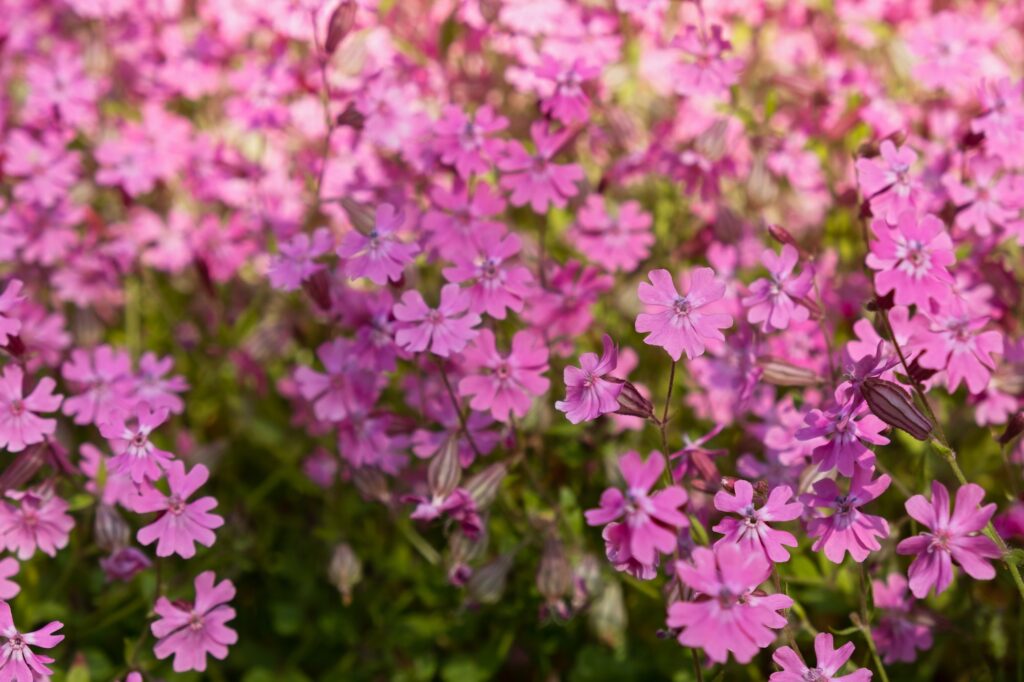 silene dioica or melandrium rubrum close up