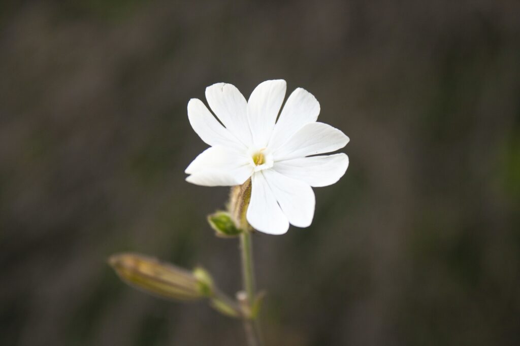 silene latifolia subsp alba formerly melandrium album white campion is a dioecious flowering pla