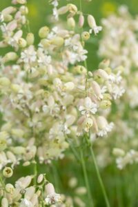 silene vulgaris or flake silene vulgaris or flake a perennial herb 1