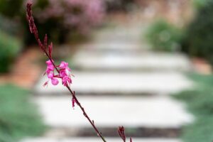 spring background gaura flowers