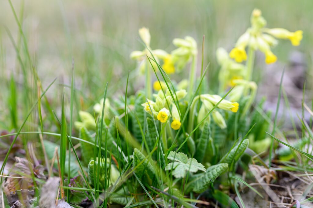 the first spring yellow blooming flowers primrose primula veris cowslip common cowslip