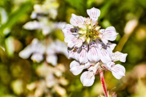 tincture plant collinsia tinctoria wildflowers